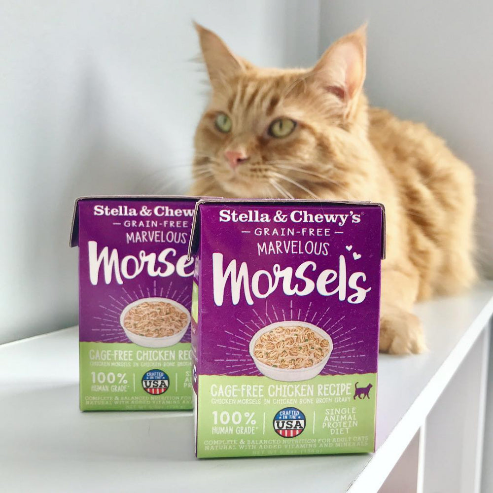 Stella & Chewy's Purrfect Pate Cage Free Chicken Recipe Wet Cat Food –  Pongo Pet