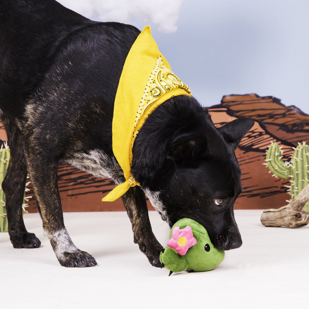 BARK Consuela the Cactus Dog Toy – Pongo Pet