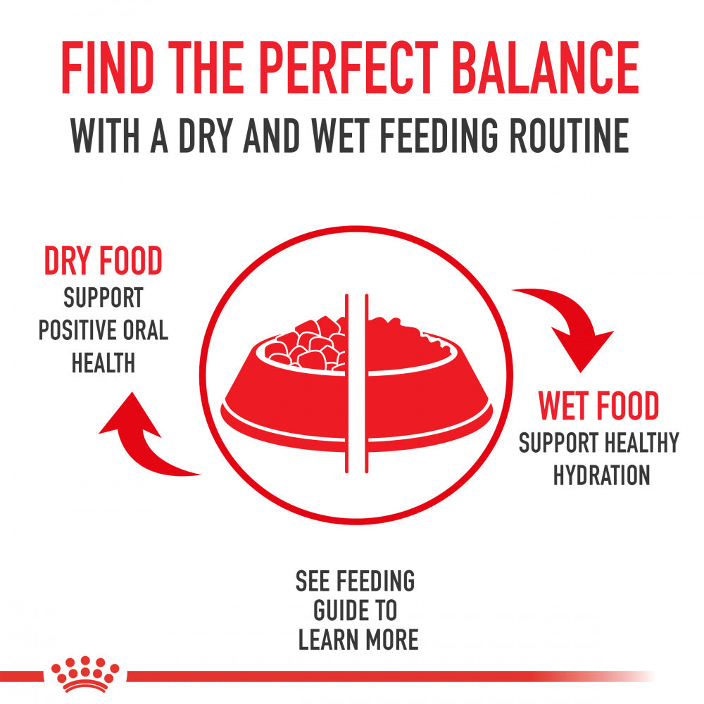 dachshund royal canin dog food Royal Canin Breed Health Nutrition Dachshund Puppy Dry Dog Food – Pongo Pet