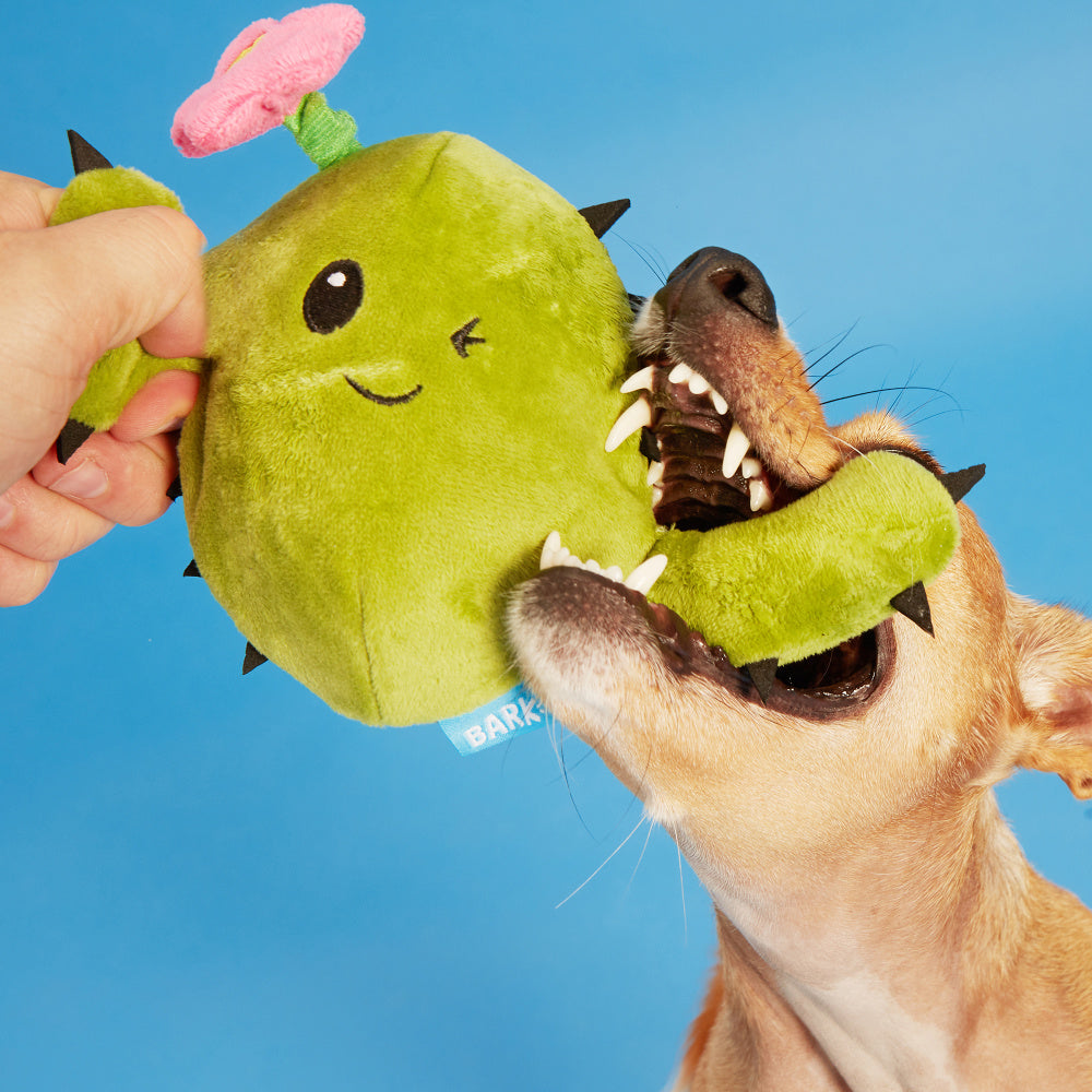 BARK Consuela the Cactus Dog Toy – Pongo Pet